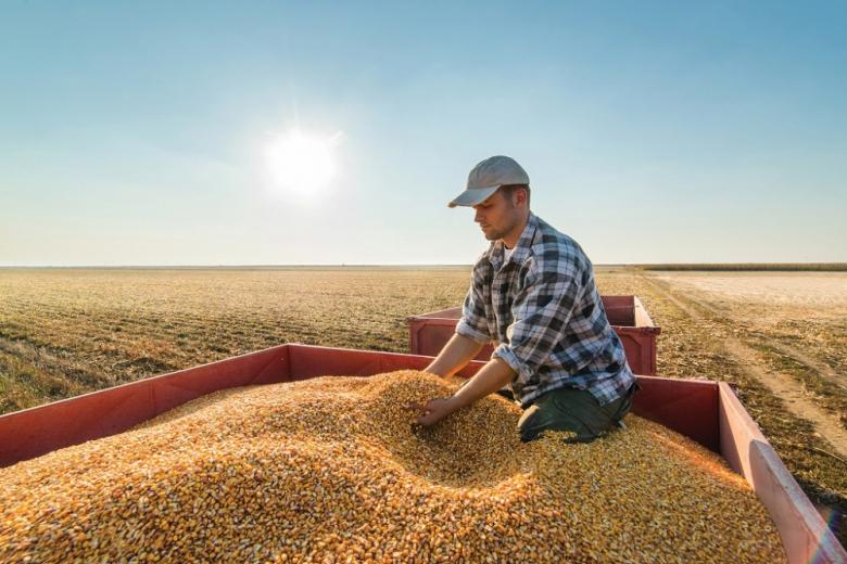 Зерновой союз оценил сбор зерновых в России в 2024 году